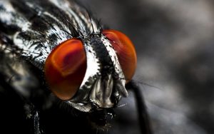 Errata Wild Card - Insekten