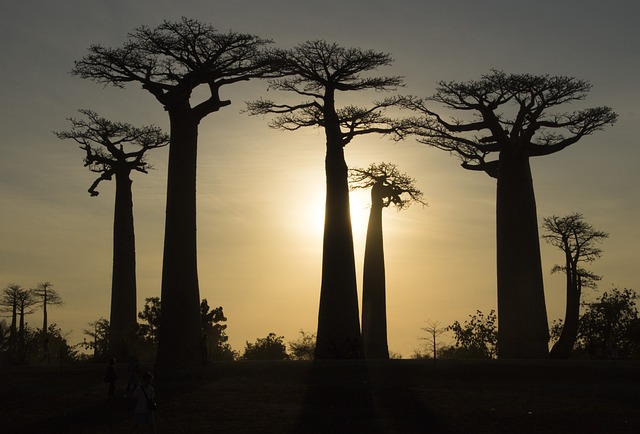 Symbolbild Baobab