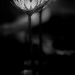 Beitragsbild "Alte Meister", Nietzsche